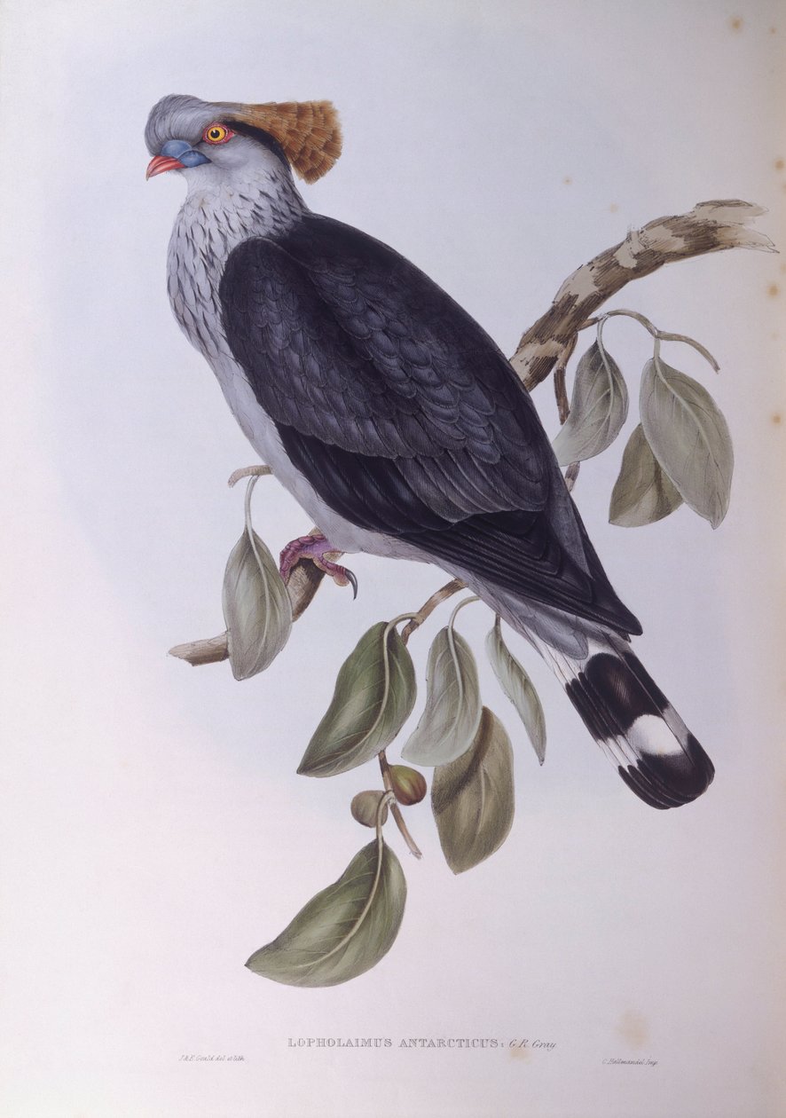 Haubenfruchttaube (Lopholaimus antarcticus) von John Gould