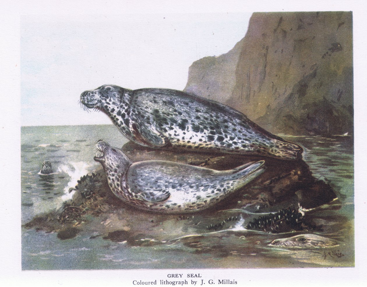 Kegelrobben, Natur in Großbritannien veröffentlicht von Collins, 1946 von John Guille Millais