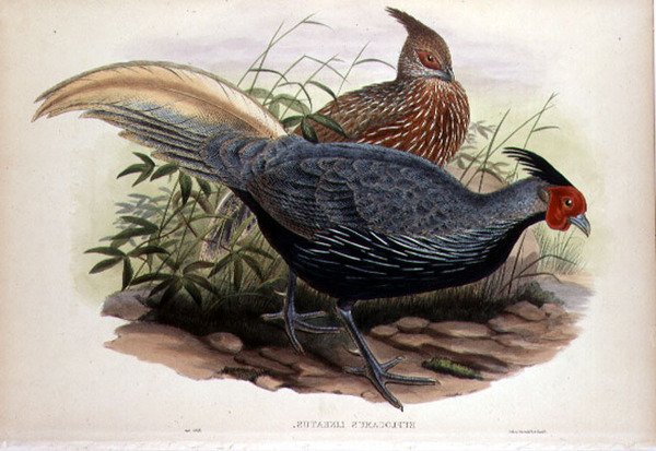 Euplocamus Lineatus, graviert von T. Walter, London, veröffentlicht zwischen 1850-83 (handkolorierte Lithografie) von John and Hart William (after) Gould