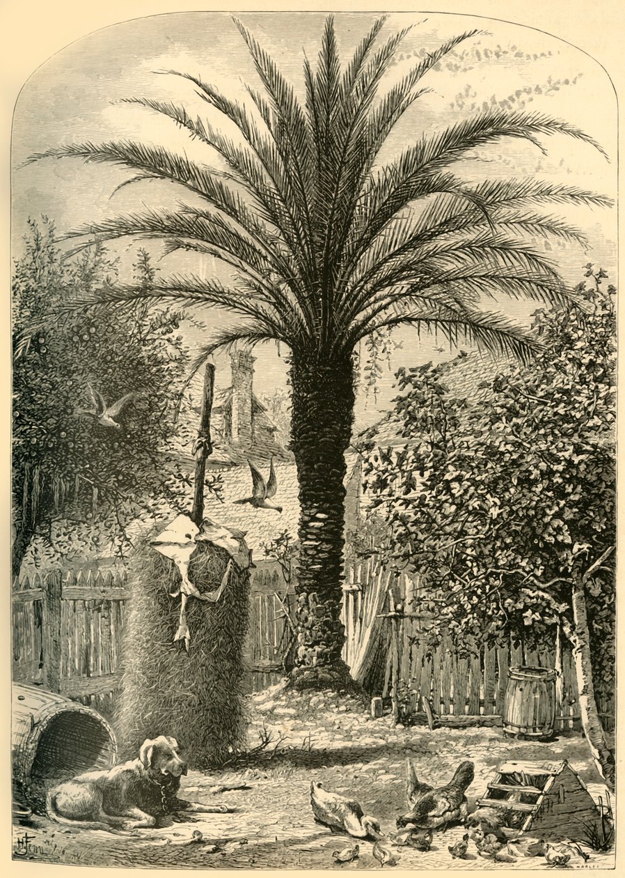 Szene in St. Augustine - Die Dattelpalme, 1872 von John J. Harley