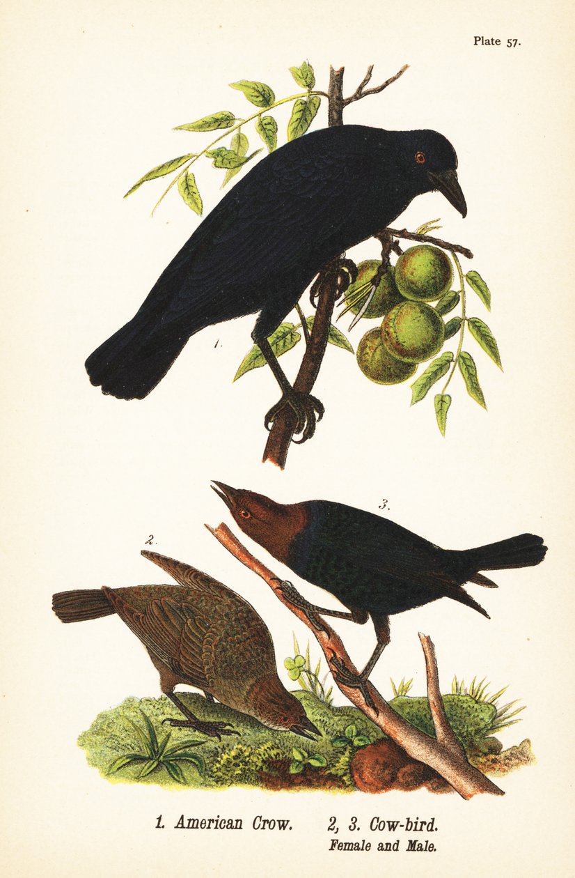 Amerikanerkrähe, Corvus brachyrhynchos 1, und Braunkopf-Kuhstärling, Molothrus ater, Weibchen 2, und Männchen 3 von John James (after) Audubon
