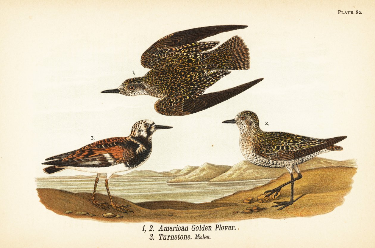 Amerikanischer Goldregenpfeifer, Pluvialis dominica 1,2, und Steinwälzer, Arenaria interpres 3 von John James (after) Audubon