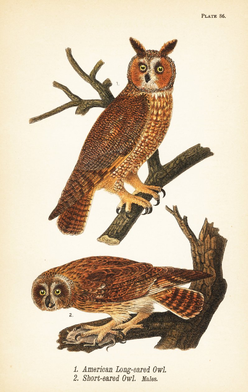 Amerikanische Waldohreule, Asio otus 1, und Sumpfohreule mit Beute, Asio flammeus 2, Männchen von John James (after) Audubon