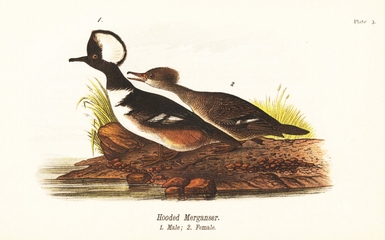 Kappensäger, Lophodytes cucullatus, Männchen 1, Weibchen 2 von John James (after) Audubon