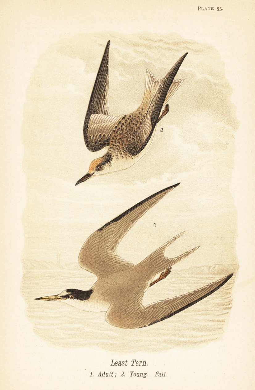 Zwergseeschwalbe, Sternula antillarum, adult 1, Jungvogel, Herbstkleid 2 von John James (after) Audubon