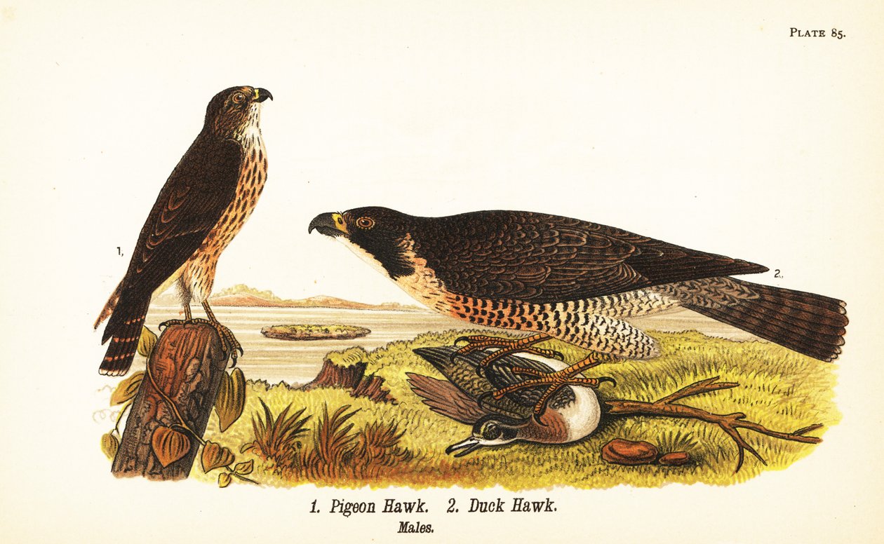 Merlin, Falco columbarius 1, und Wanderfalke mit Ente, Falco peregrinus 2 von John James (after) Audubon