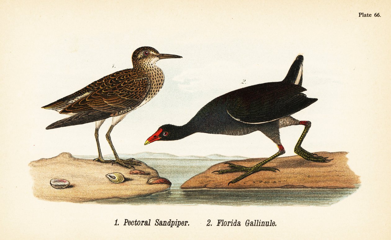 Sumpfläufer, Calidris melanotos 1, und Teichhuhn, Gallinula galeata 2 von John James (after) Audubon