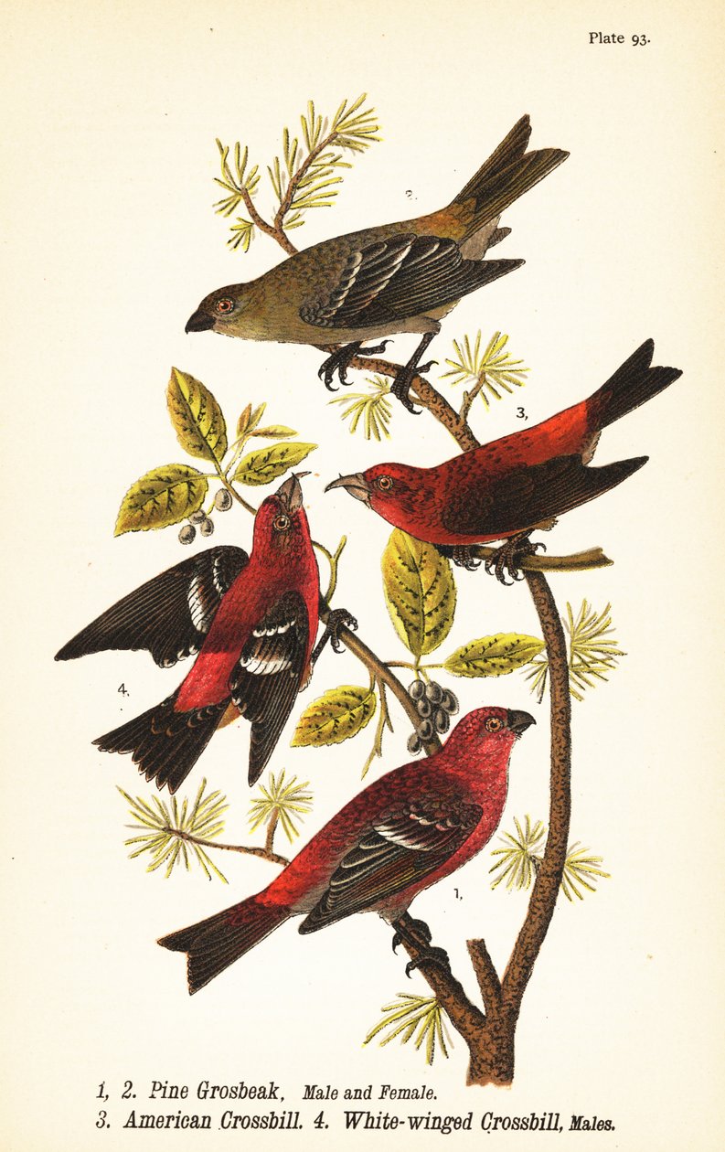 Fichtengimpel, Pinicola enucleator, Männchen 1, Weibchen 2, amerikanisches Kreuzschnabel oder rotes Kreuzschnabel, Loxia curvirostra 3, weißflügeliges Kreuzschnabel, Loxia leucoptera 4, Männchen von John James (after) Audubon