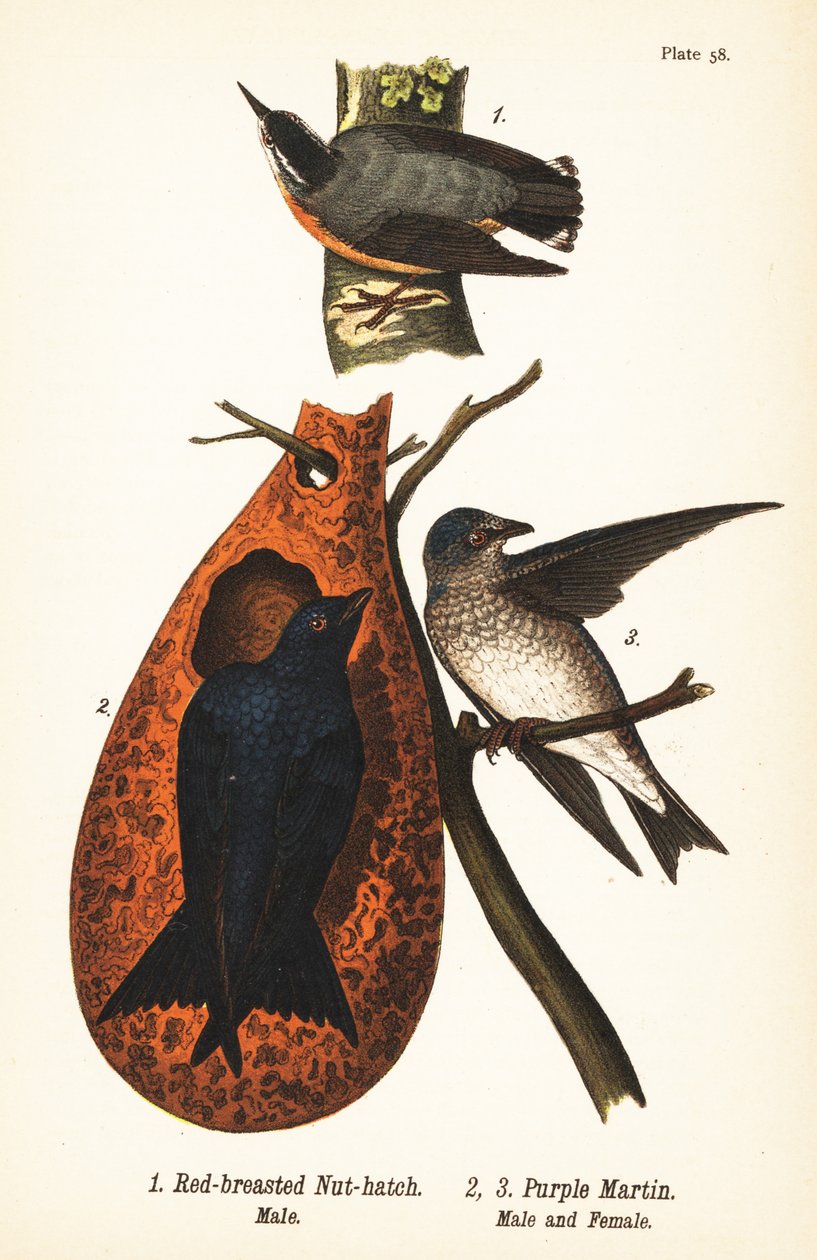 Kanadakleiber, Sitta canadensis, Männchen 1, und Purpurschwalbe, Progne subis, Männchen 2, und Weibchen 3 von John James (after) Audubon