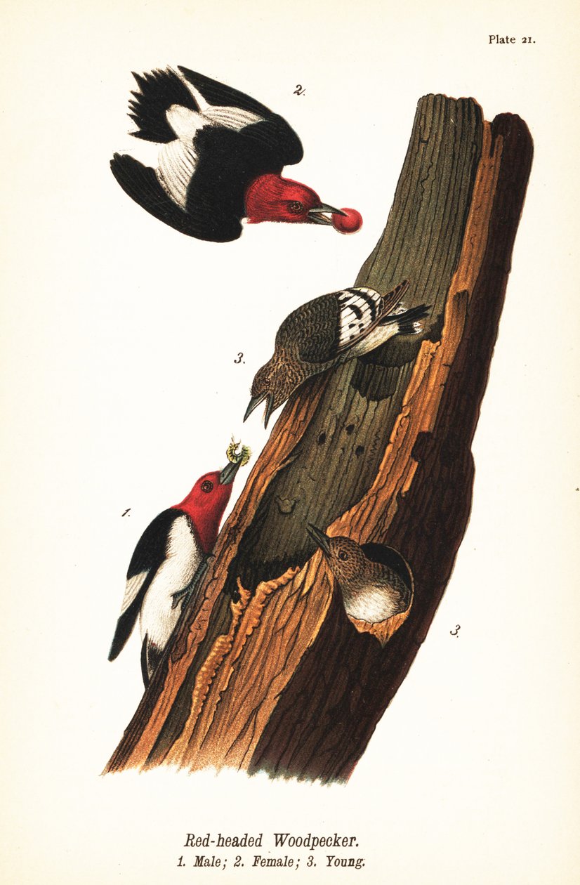 Rotkopfspecht, Melanerpes erythrocephalus, Männchen 1, Weibchen 2, Jungvogel 3 von John James (after) Audubon