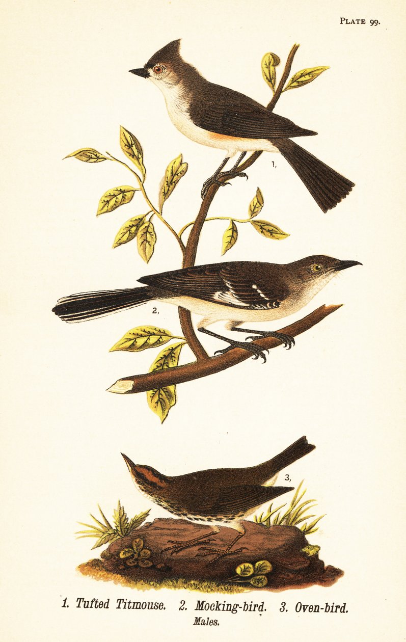 Haubenmeise, Baeolophus bicolor, Nord-Mockingbird, Mimus polyglottos und Ofenvogel, Seiurus aurocapilla von John James (after) Audubon