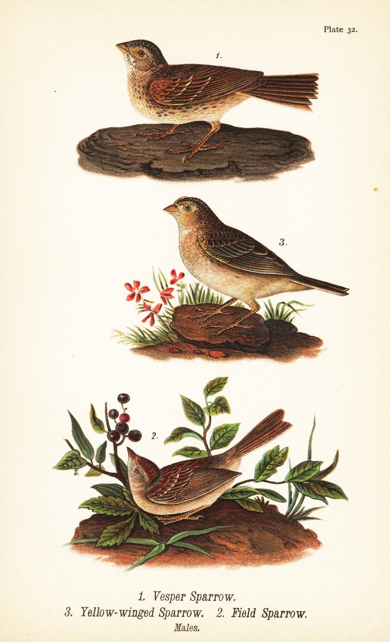 Vesperammer, Pooecetes gramineus 1, Heuschreckenammer, Ammodramus savannarum 2 und Feldsperling, Spizella pusilla 3 von John James (after) Audubon