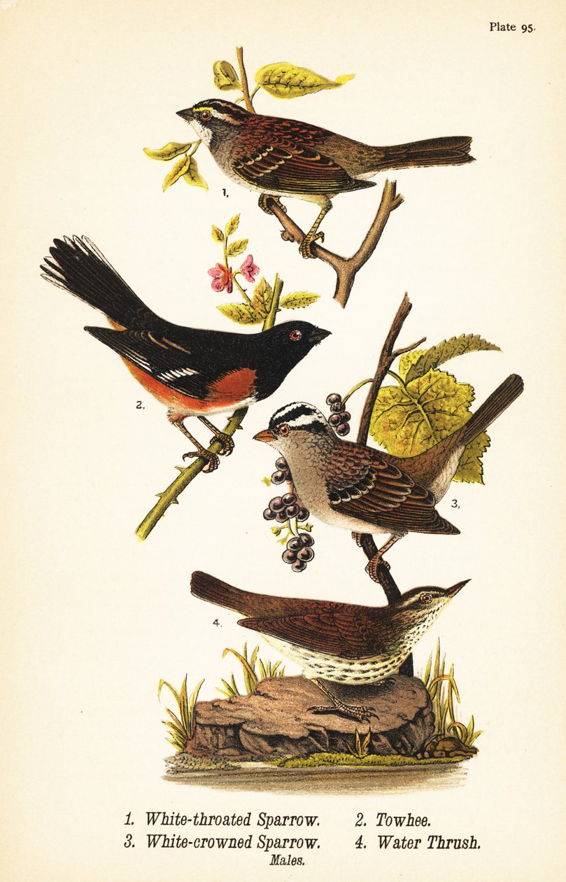 Weißkehlammer, Zonotrichia albicollis 1, Östlicher Fleckensperling, Pipilo erythrophthalmus 2, Weißkronensperling, Zonotrichia leucophrys 3, und Nordwasserläufer, Parkesia noveboracensis 4 von John James (after) Audubon