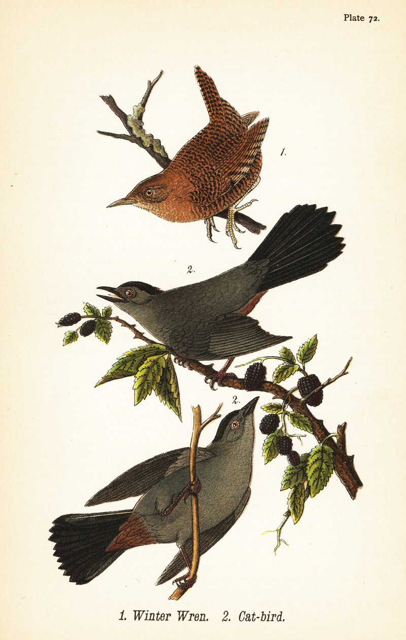 Winterzaunkönig, Troglodytes hiemalis 1, und Graukatze, Dumetella carolinensis 2 von John James (after) Audubon
