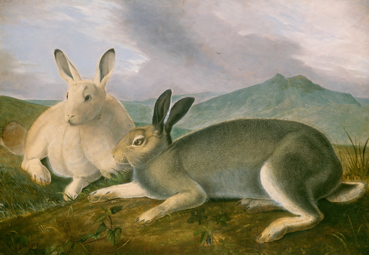Polarhase von John James Audubon