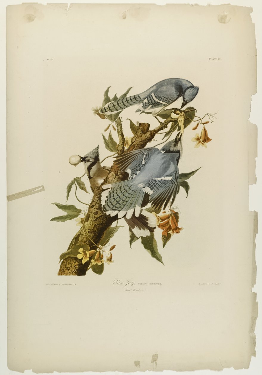 Blauhäher, gedruckt von Julien Bien und veröffentlicht von Roe Lockwood & Son, 1861 von John James Audubon