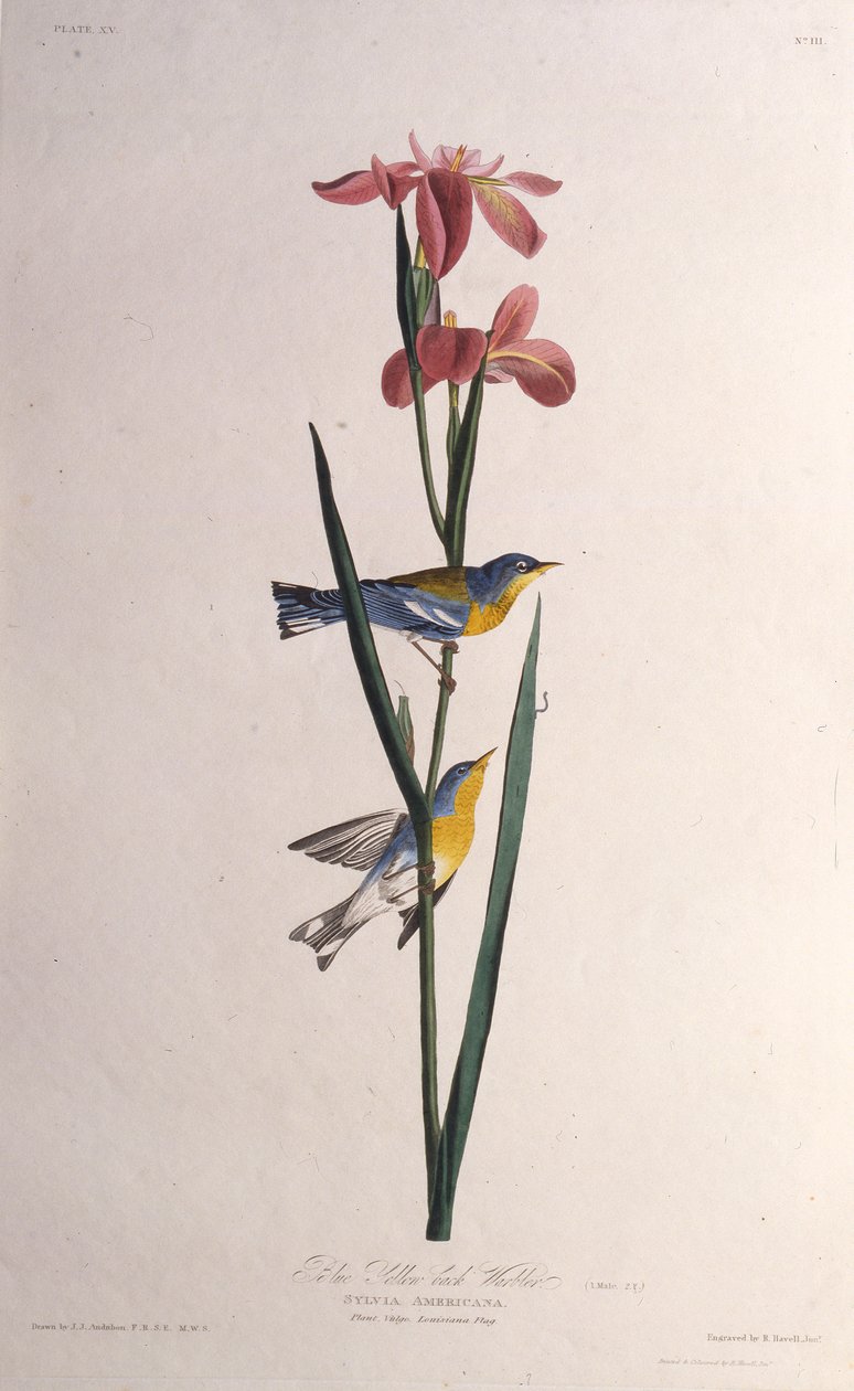 Blau-gelbgeflügelter Waldsänger. Aus Die Vögel Amerikas, 1827-1838 von John James Audubon