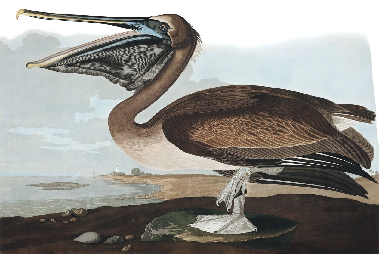 Braunpelikan, Pelecanus Fuscus, aus 