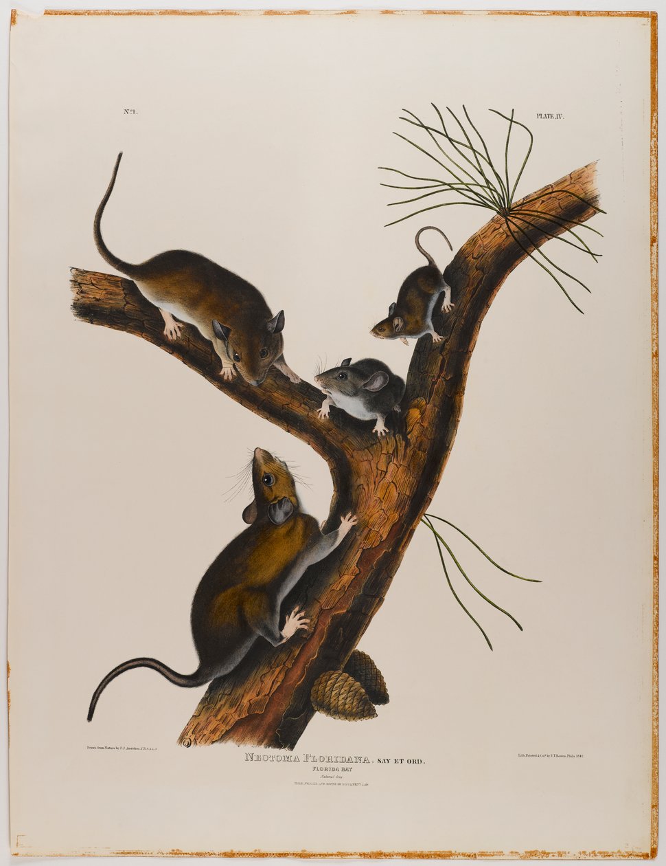 Florida-Ratte von John James Audubon