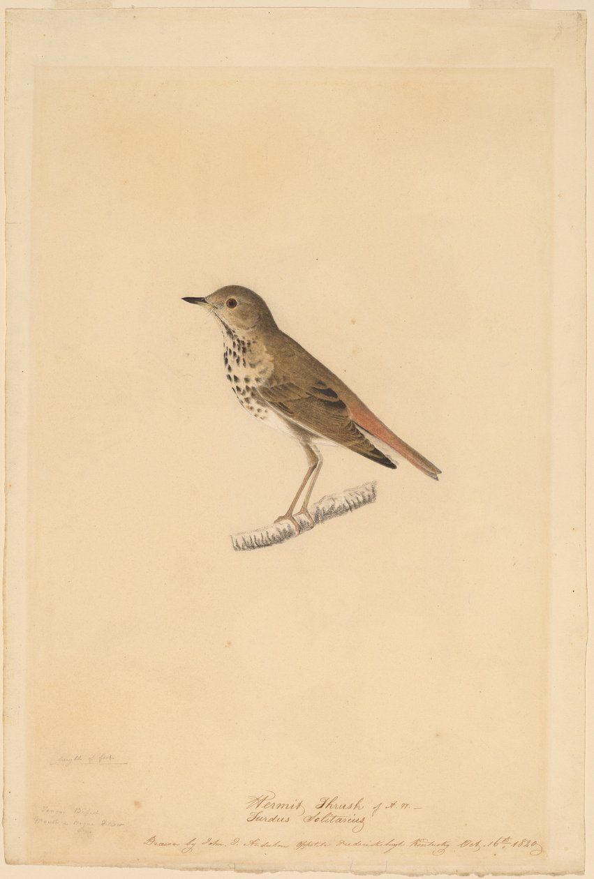 Einsiedlerdrossel von John James Audubon