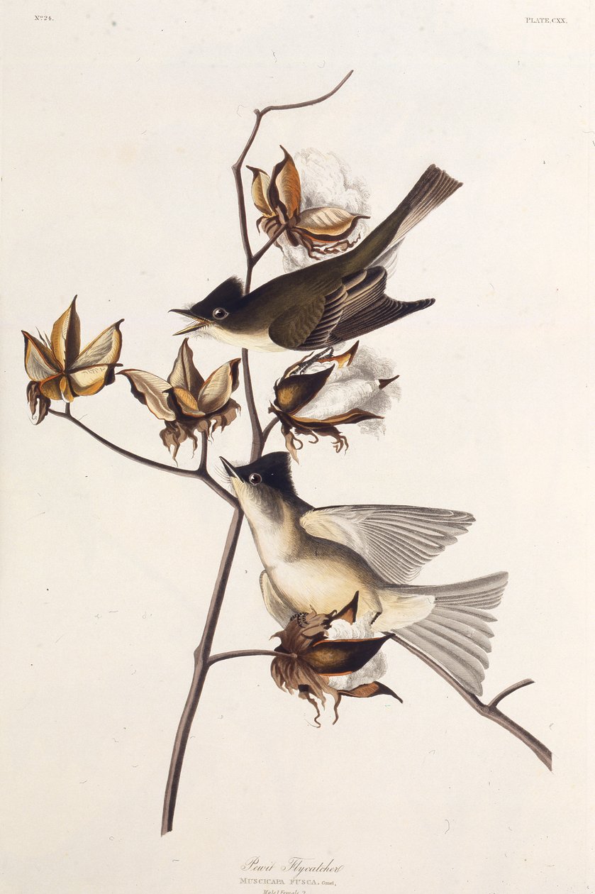 Pewit Fliegenschnäpper. Aus Die Vögel Amerikas, 1827-1838 von John James Audubon