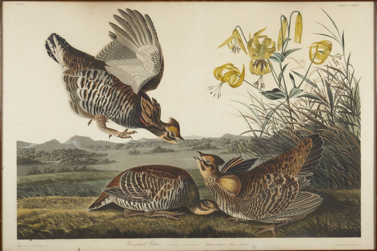 Präriehuhn von John James Audubon