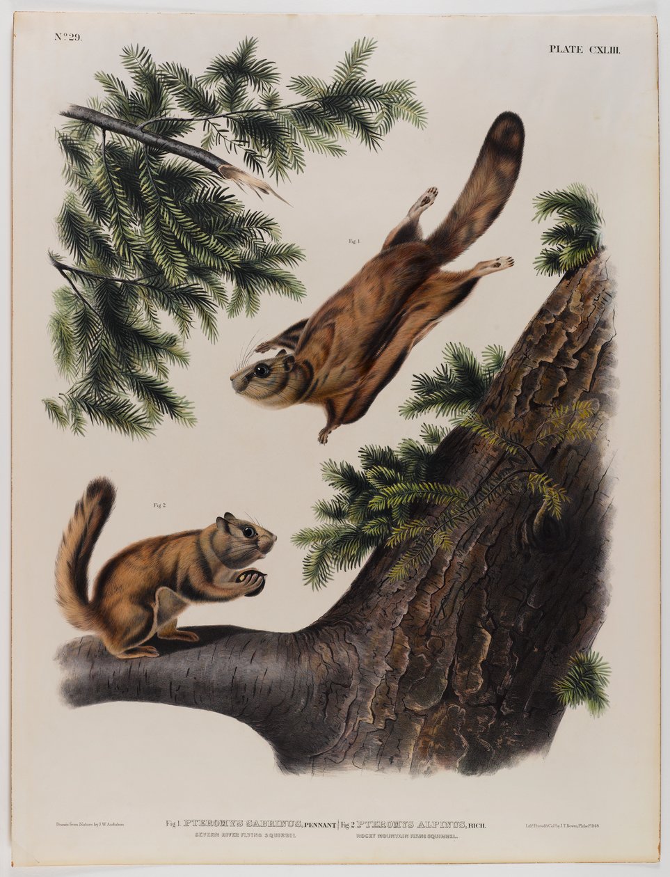Severn River Flughörnchen (links) und Rocky Mountain Flughörnchen (rechts) von John James Audubon