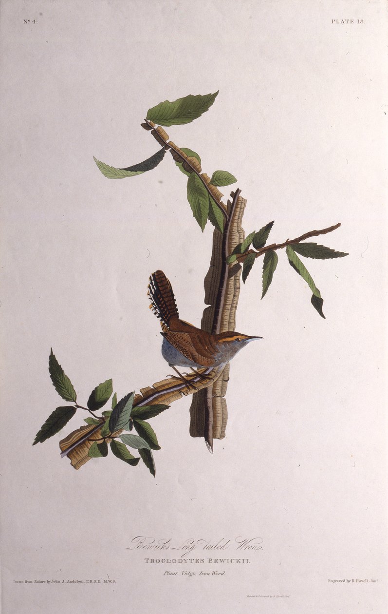 Der Bewicks-Zaunkönig. Aus Die Vögel Amerikas von John James Audubon