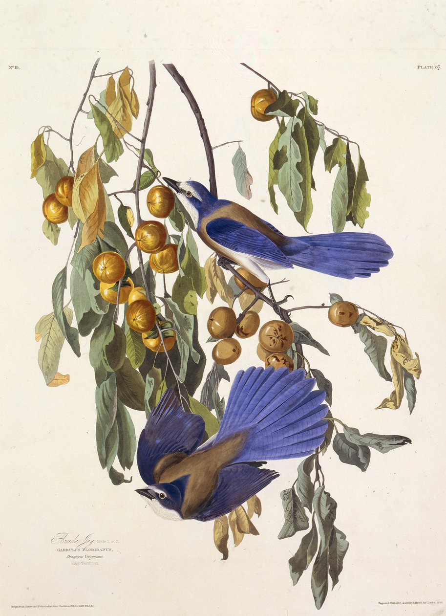 Der Florida-Buschhäher. Aus Die Vögel Amerikas, 1827-1838 von John James Audubon