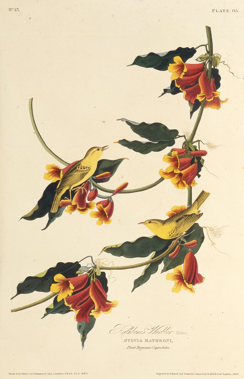 Der Rathbone-Waldsänger. Aus Die Vögel Amerikas, 1827-1838 von John James Audubon
