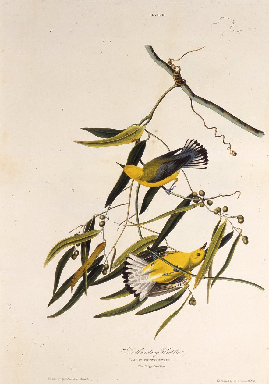 Der Prothonotary-Waldsänger. Aus Die Vögel Amerikas, 1827-1838 von John James Audubon