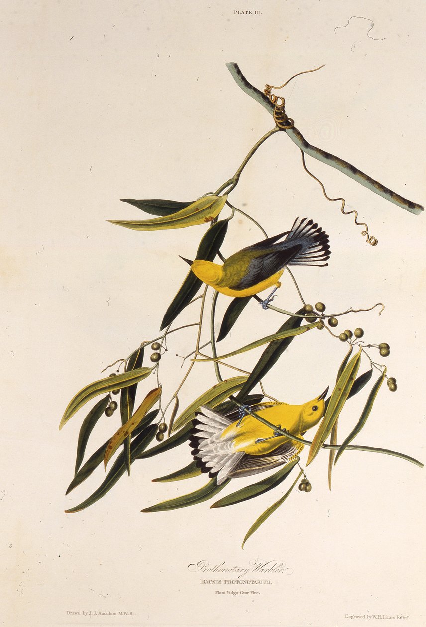 Der Prothonotary-Waldsänger. Aus Die Vögel Amerikas, 1827-1838 von John James Audubon