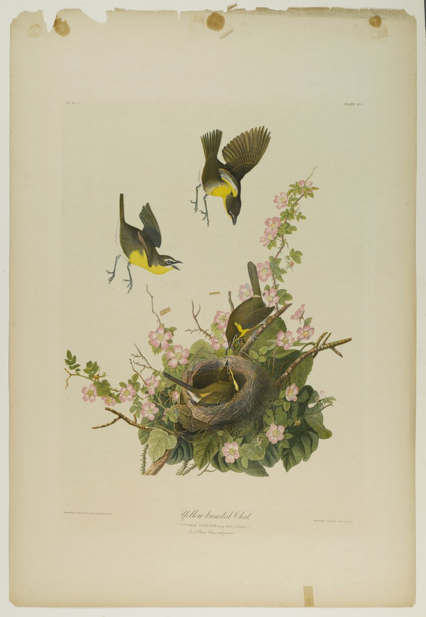 Gelbbrust-Chat, gedruckt von Julien Bien und veröffentlicht von Roe Lockwood & Son, 1861 von John James Audubon