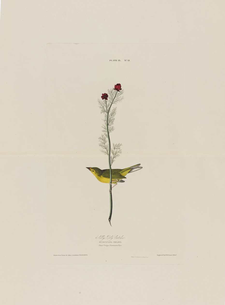 Selbys Fliegenschnäpper, aus Birds of America, graviert von Robert Havell (1793-1878) von John James after Audubon