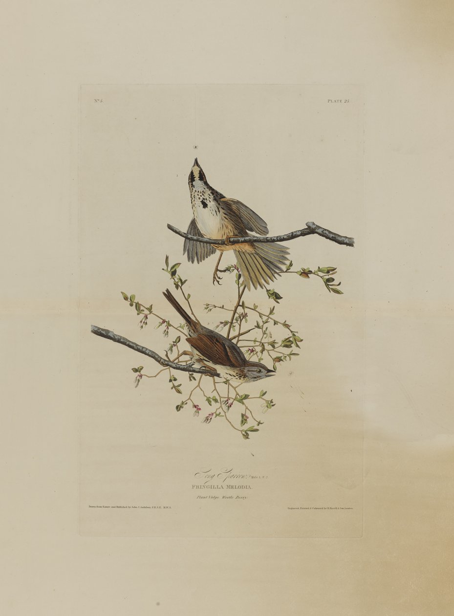 Singammer, aus Birds of America, graviert von Robert Havell (1793-1878) von John James after Audubon