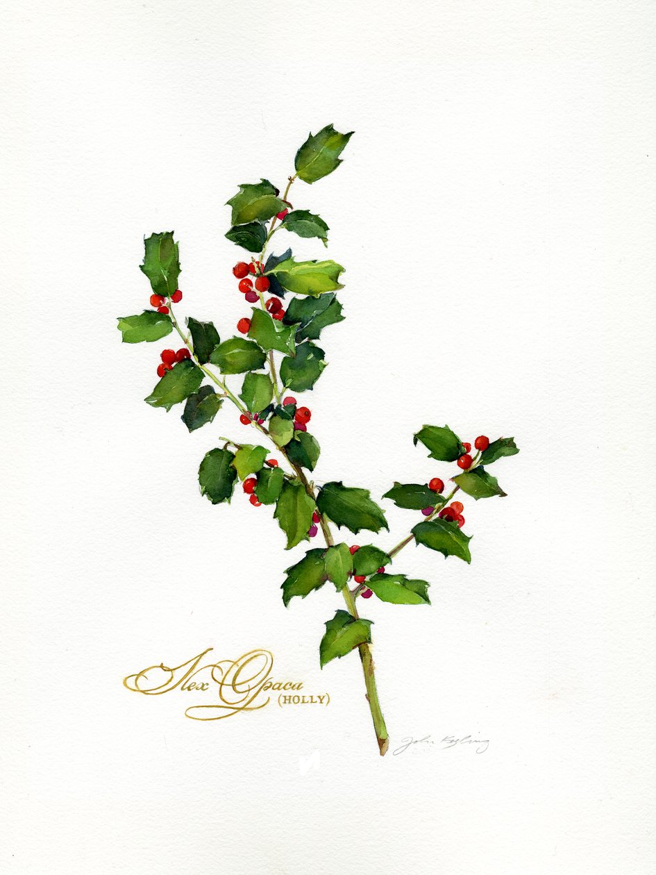 Stechpalme botanisch, 2013 von John Keeling
