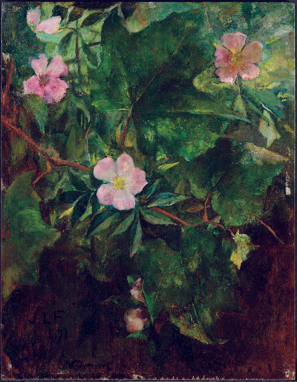 Wilde Rose und Weinrebe, Studie aus der Natur, 1871 von John La Farge or Lafarge