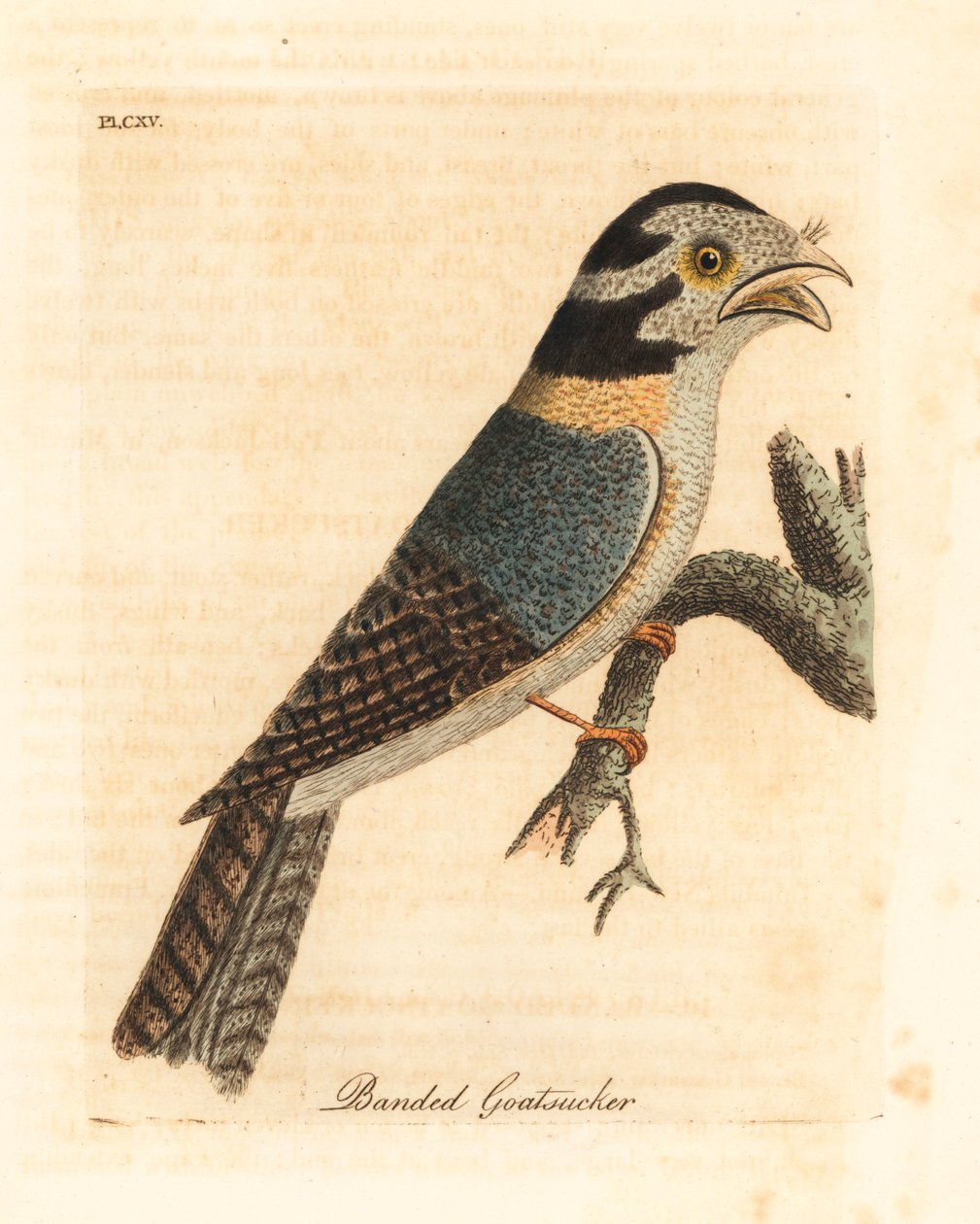 Australischer Eulenschwalm, Aegotheles cristatus oder Riesenfroschmaul, Podargus strigoides? Handkolorierte Kupferstichzeichnung und -gravur von John Latham aus seiner eigenen A General History of Birds, Winchester von John Latham