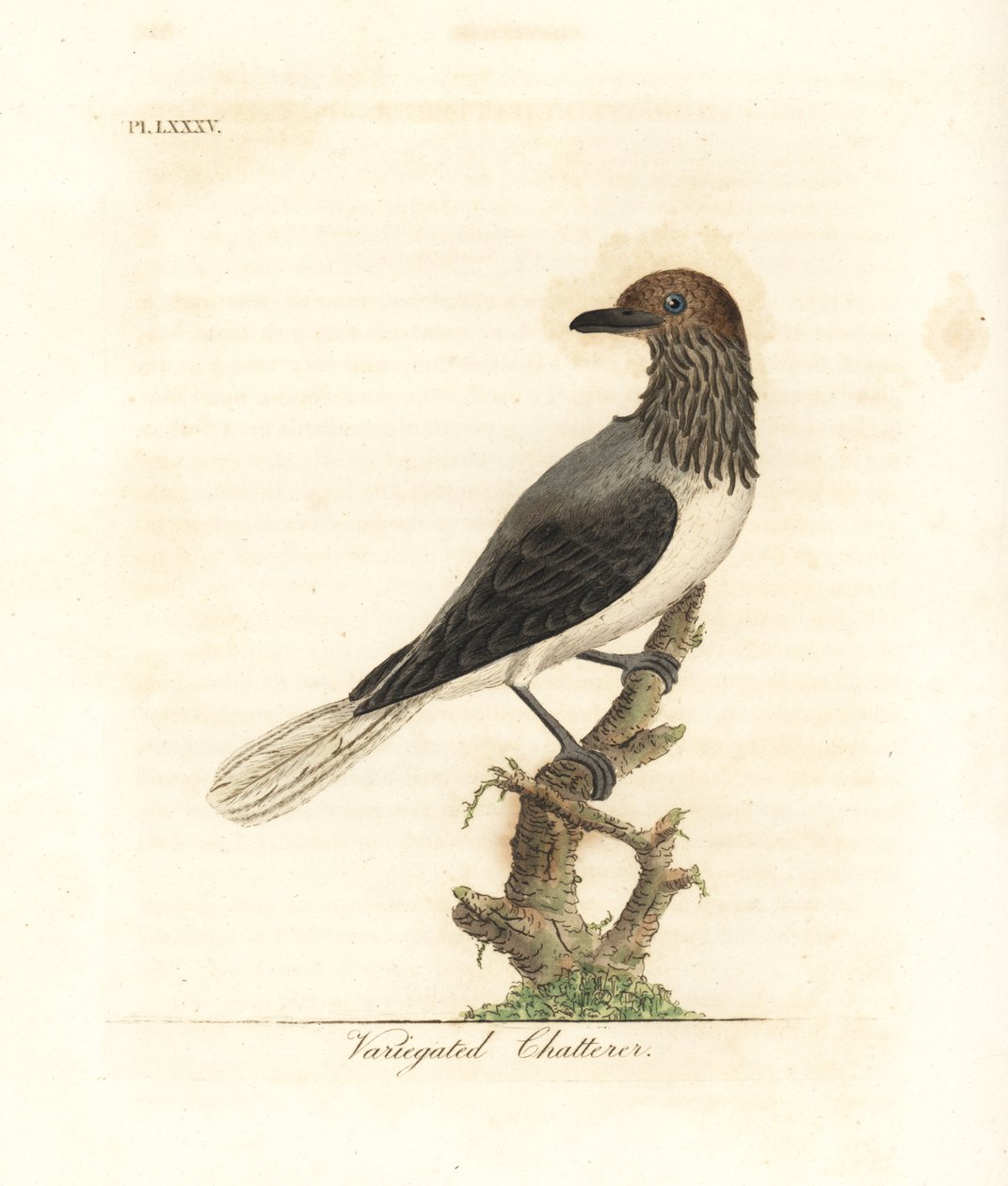 Bartglöckchen, Procnias averano (Buntgeschnatter, Ampelis variegata). Handkolorierte Kupferplatte gezeichnet und graviert von John Latham aus seiner eigenen A General History of Birds, Winchester von John Latham