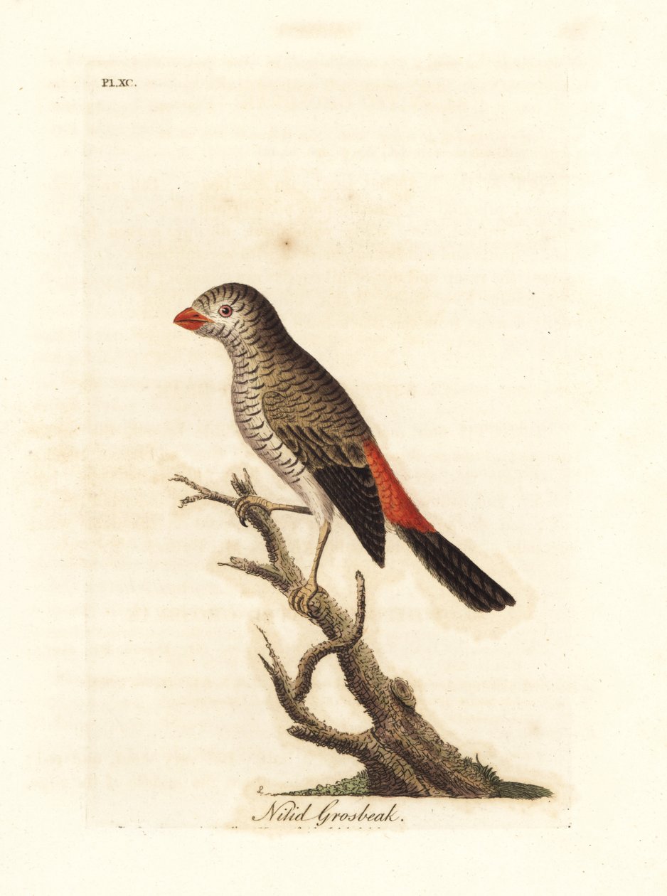 Schöner Feuerflügel, Stagonopleura bella (Nitidgimpel, Loxia nitida). Handkolorierte Kupferstichzeichnung und -gravur von John Latham aus seiner eigenen A General History of Birds, Winchester von John Latham