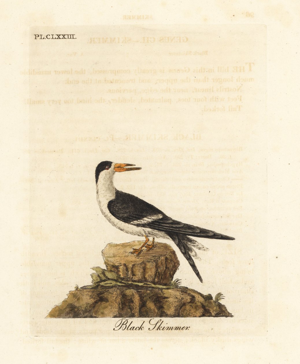 Schwarzschnabel, Rynchops niger (Rhynchops nigra). Handkolorierter Kupferstich gezeichnet und graviert von John Latham aus seiner eigenen 