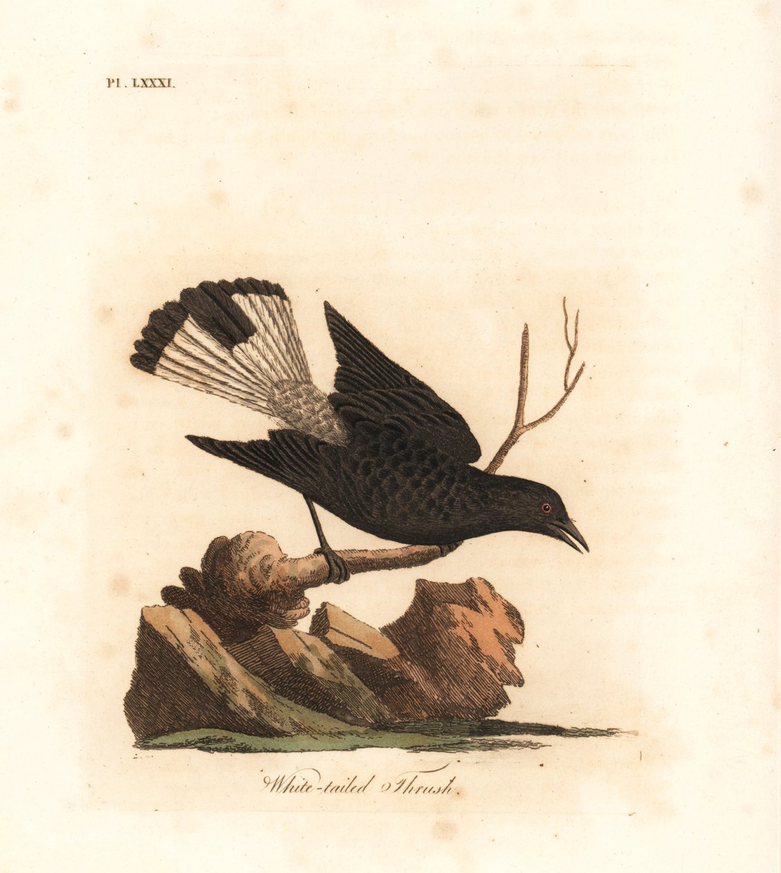 Schwarzkehl-Wheatear, Oenanthe leucura (Weißschwanzdrossel, Turdus leucurus). Handkolorierte Kupferplatte gezeichnet und graviert von John Latham aus seiner eigenen A General History of Birds, Winchester von John Latham