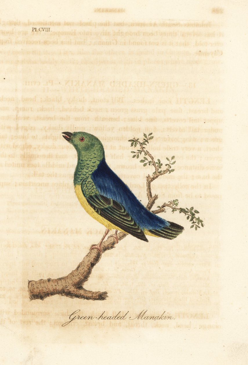 Blaugenick-Chlorophonia, Chlorophonia cyanea (Grünkopf-Manakin, heimisch in Südamerika). Handkolorierter Kupferstich gezeichnet und graviert von John Latham aus seiner eigenen 
