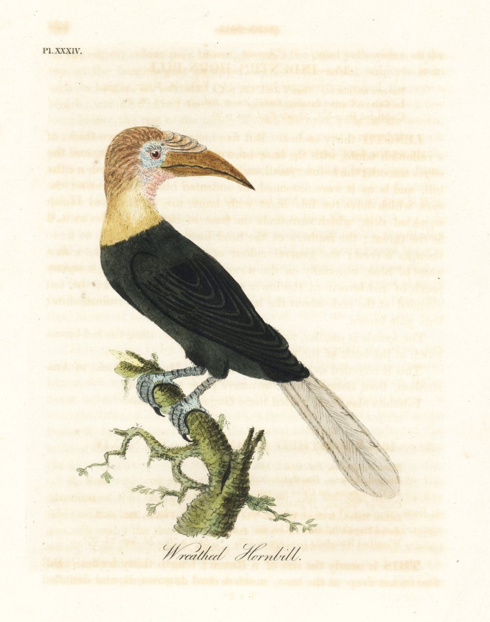 Papua-Hornvogel, Rhyticeros plicatus. Handkolorierte Kupferstichzeichnung und -gravur von John Latham aus seinem eigenen A General History of Birds, Winchester von John Latham