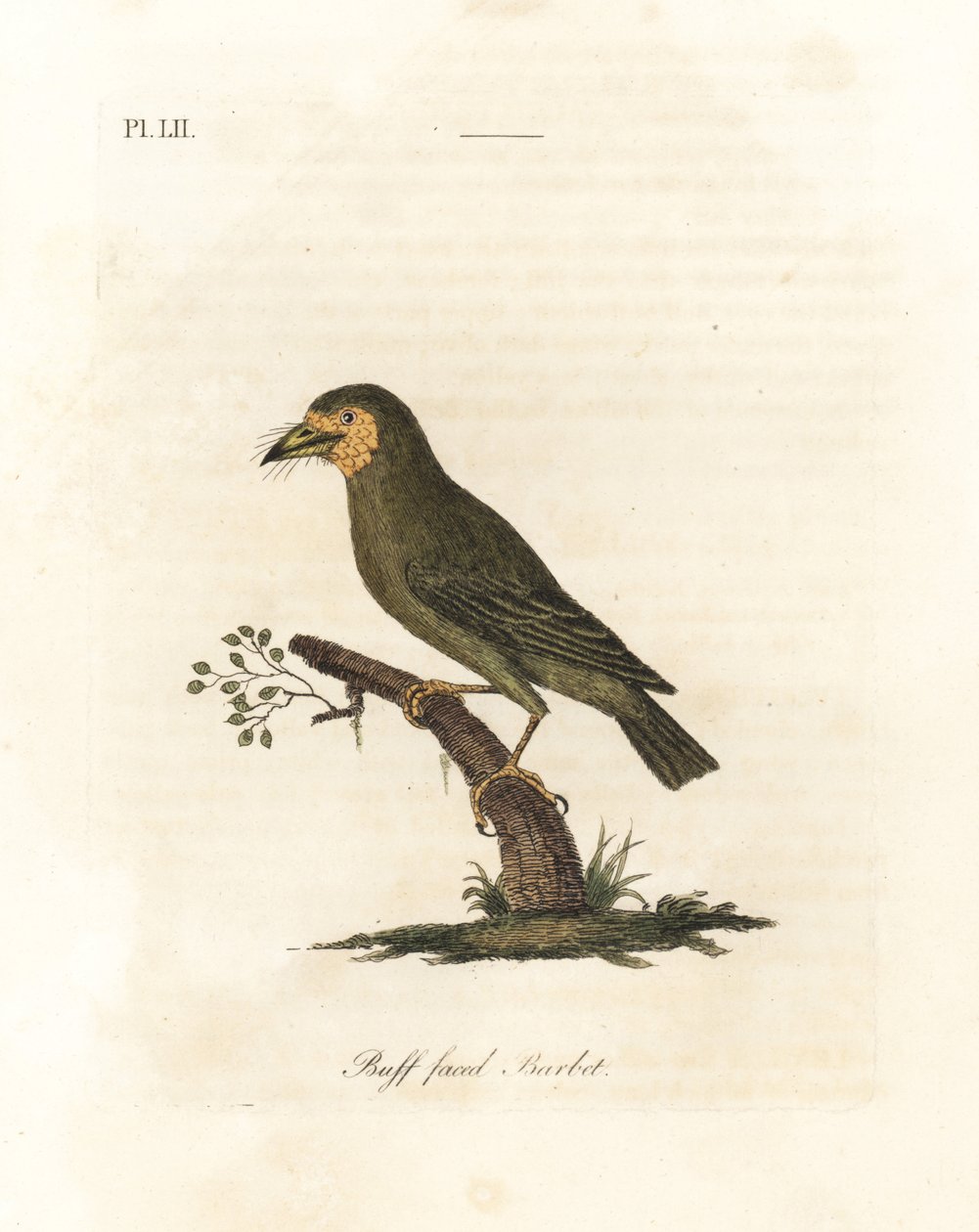 Braunkopf-Bartvogel, Megalaima zeylanica? Handkolorierte Kupferplatte gezeichnet und graviert von John Latham aus seiner eigenen 