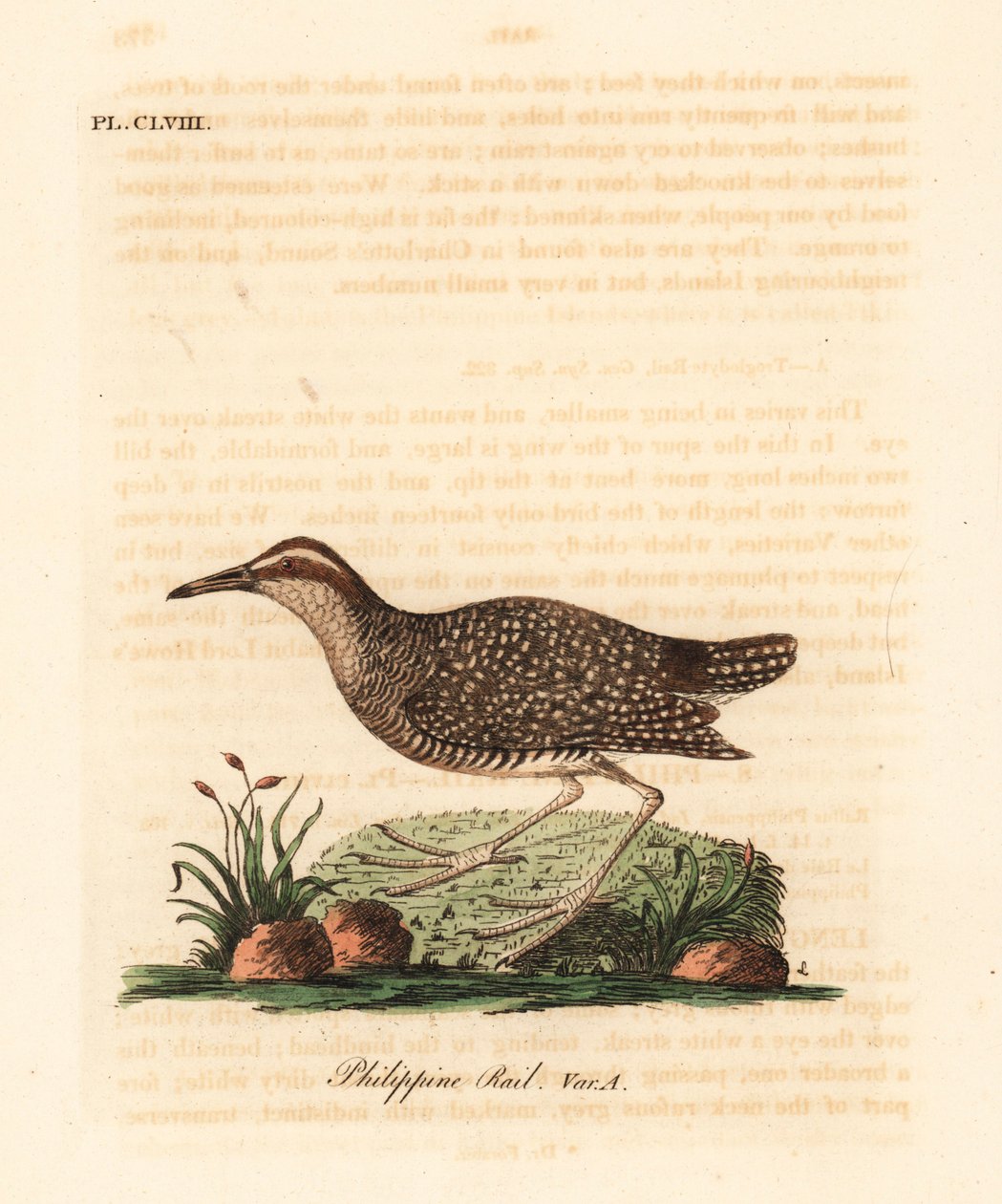 Bindenralle, Gallirallus philippensis (Philippinenralle, Rallus philippensis) von John Latham