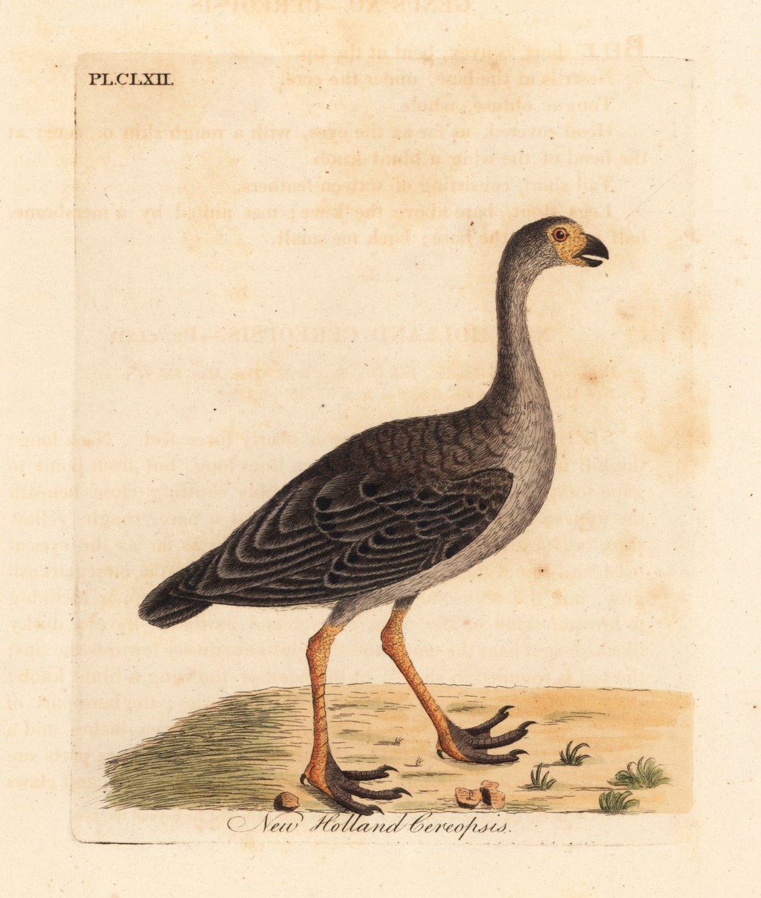 Kap-Barren-Gans, Cereopsis novae hollandiae. Handkolorierte Kupferstichzeichnung und -gravur von John Latham aus seinem eigenen A General History of Birds, Winchester von John Latham