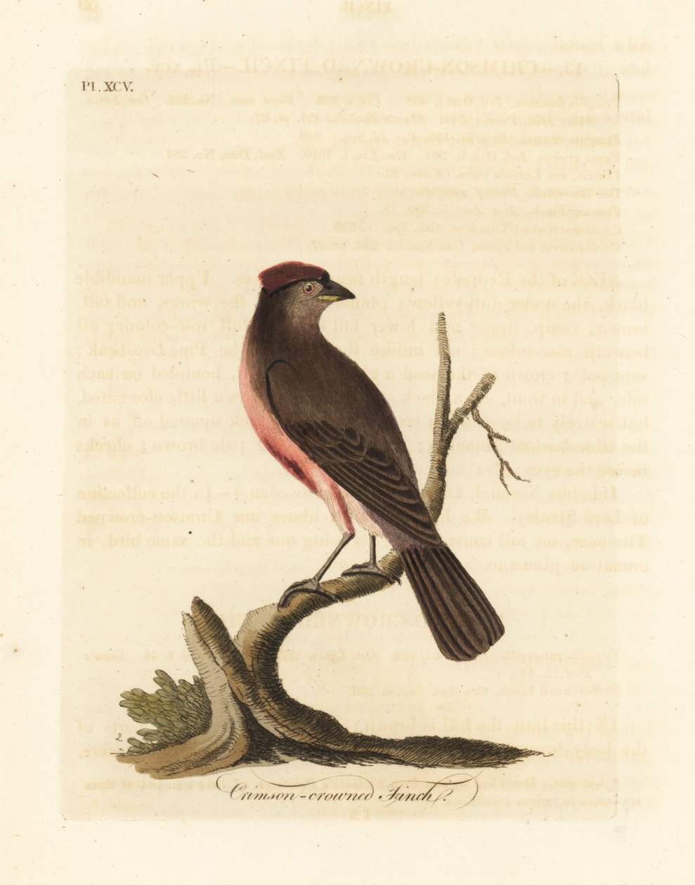 Birkenzeisig, Carduelis flammea (Crimson-crowned Fink, Fringilla flammea). Handkolorierte Kupferplatte, gezeichnet und graviert von John Latham aus seiner eigenen A General History of Birds, Winchester von John Latham