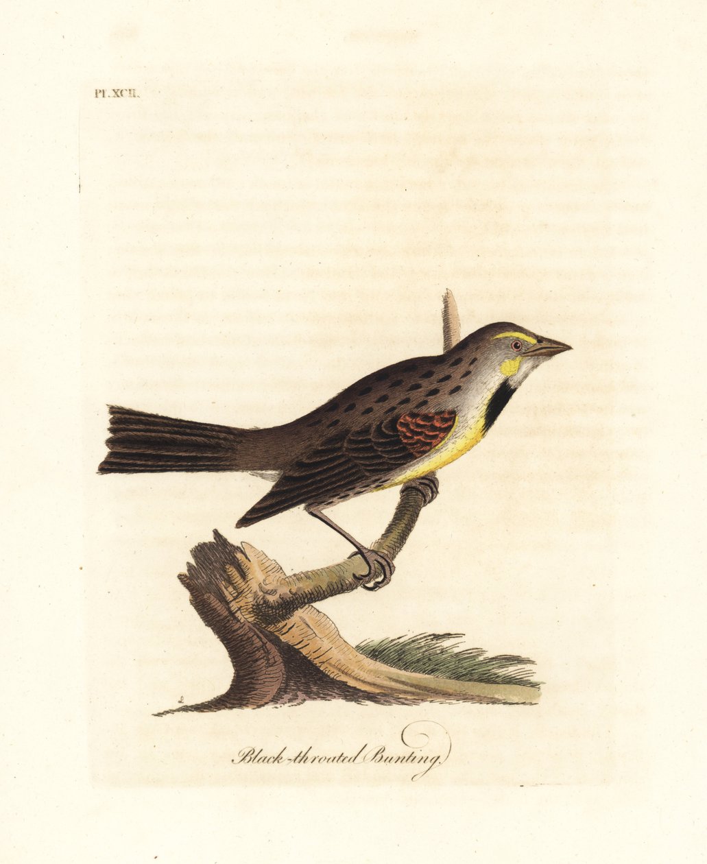 Dickcissel, Spiza americana (Schwarzkehlammer, Emberiza americana). Handkolorierte Kupferplatte, gezeichnet und graviert von John Latham aus seiner eigenen A General History of Birds, Winchester von John Latham