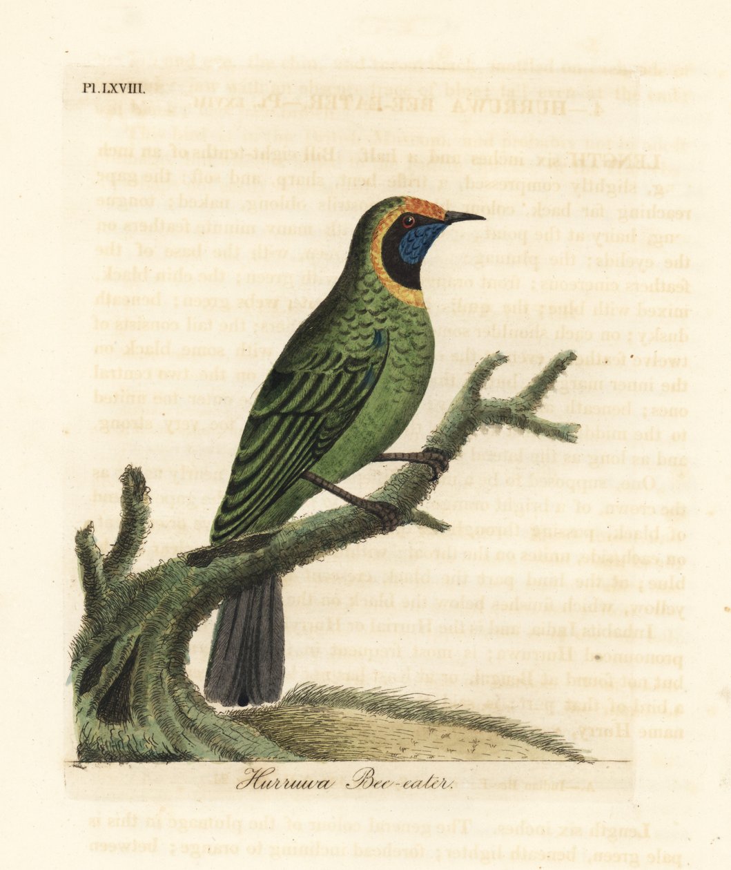 Goldstirnblattvogel, Chloropsis aurifrons. (Hurruwa-Bienenfresser, Indien.) Handkolorierte Kupferplatte gezeichnet und graviert von John Latham aus seiner eigenen A General History of Birds, Winchester von John Latham